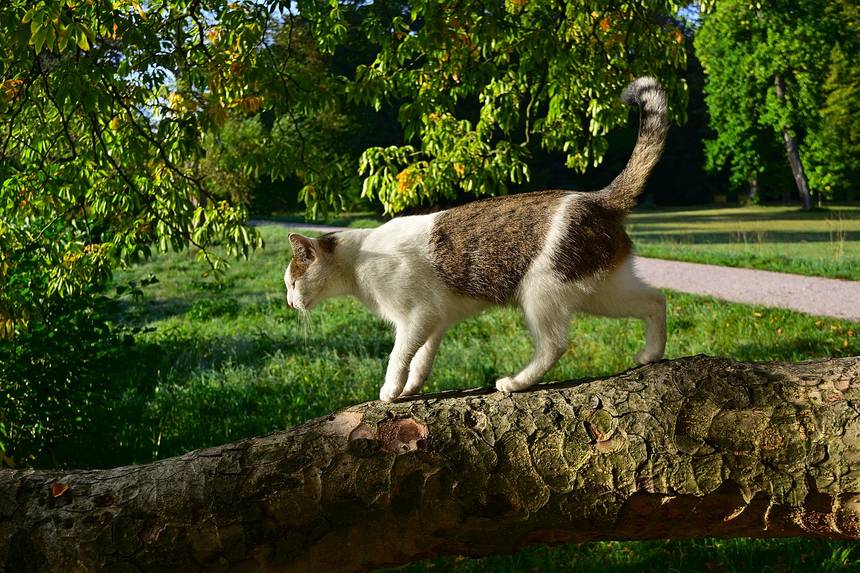 Eine streunende Katze im Park