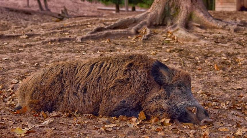 Afrikanische Schweinepest