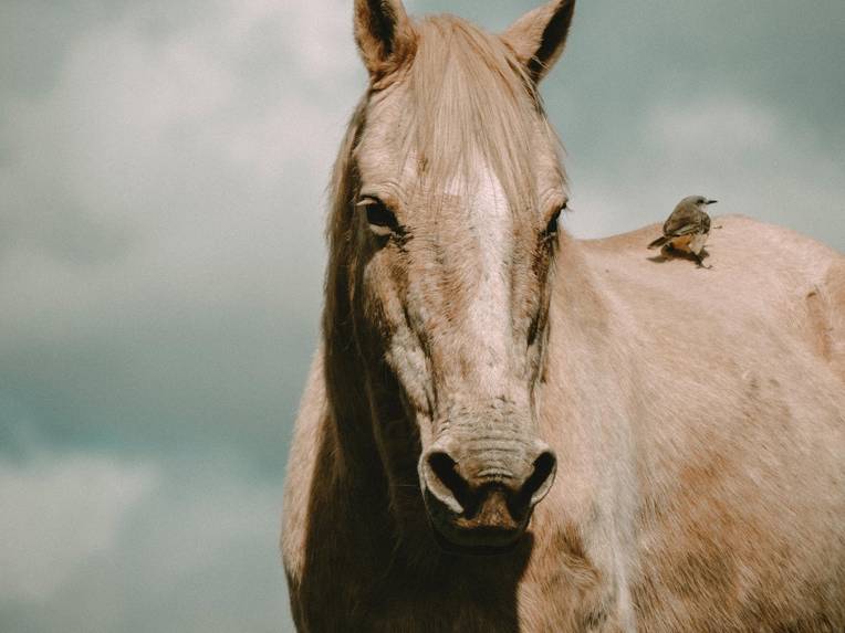 West Nil Virus WNV ©Foto von Mi Carmo: https://www.pexels.com/de-de/foto/vogel-tier-mahne-pferd-10058702/ Nachweis bei Pferd im Landkreis Stendal