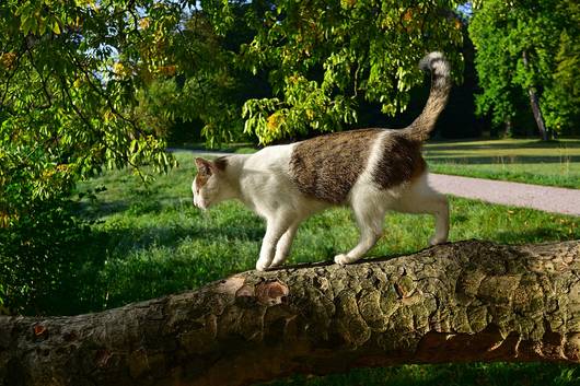 Eine streunende Katze im Park
