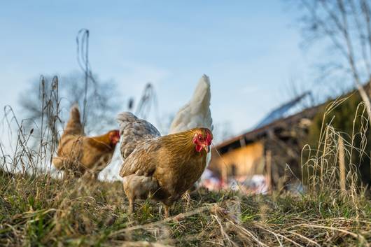 Geflügel © Pixabay chickens g46bfeaf9a 1920