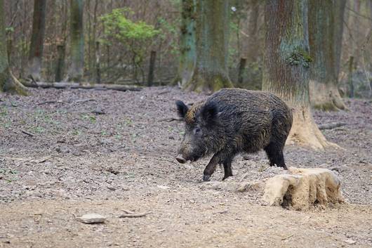 wildschwein01