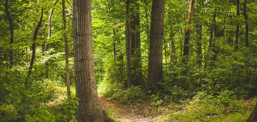 Wald