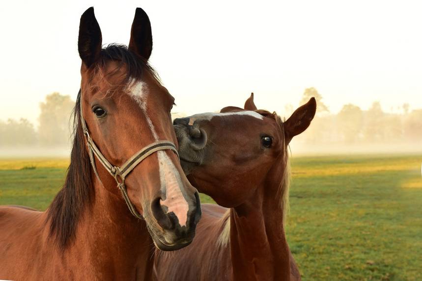 Bild mit zwei Pferdern