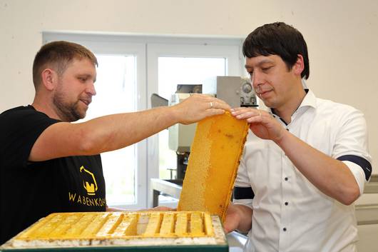 Landrat Patrick Puhlmann (von rechts) erntet mit Imker Steffen Behrendt Honig.