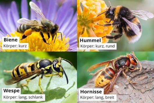 biene hummel wespe hornisse