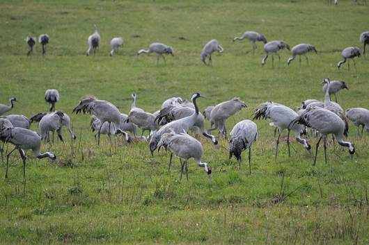 Verdacht auf Vogelgrippe im Landkreis Stendal