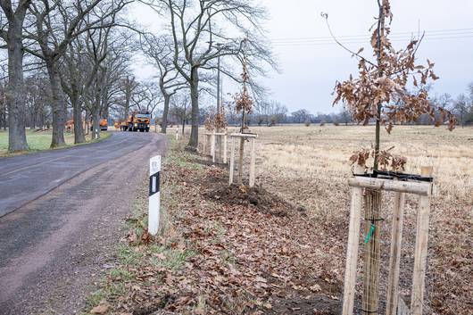 Die ersten neuen Eichen an der K1071 bei Dobbrun stehen, während im Hintergrund noch gearbeitet wird. © Stefan Rühling pressefoto