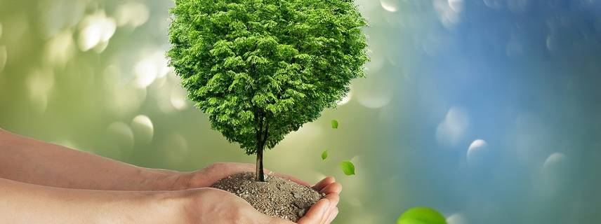 Klimaschutzbaum ©Bild von Iris Bock-Cramer auf Pixabay